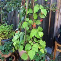 Runner Bean Prizewinner (Phaseolus coccineus) seeds