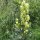 Yellow Monkshood (Aconitum anthora)