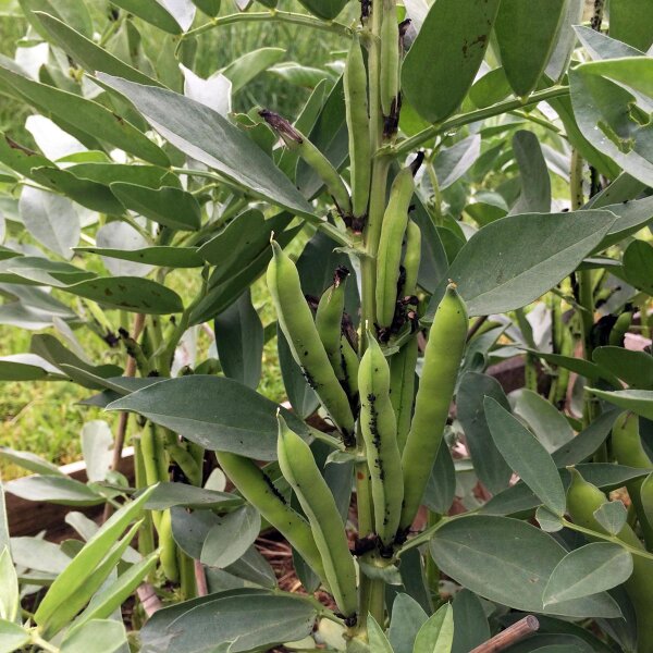 Fava Bean Hangdown Grünkernig (Vicia faba) seeds