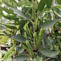 Fava Bean Hangdown Grünkernig (Vicia faba) seeds