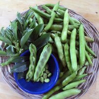 Fava Bean Hangdown Grünkernig (Vicia faba) seeds