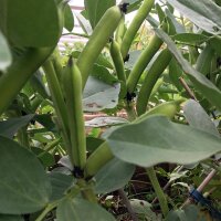 Fava Bean Hangdown Grünkernig (Vicia faba) seeds