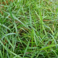 Sweetgrass (Hierochloe odorata) organic