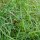 Sweetgrass (Hierochloe odorata) organic seeds