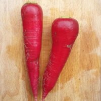 Easter Radish Ostergruß (Raphanus sativus) seeds