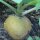 Black Round Radish Runder Schwarzer Winter (Raphanus sativus) seeds