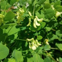 Pea Flower Vetch (Vicia pisiformis) seeds