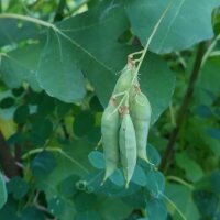 Pea Flower Vetch (Vicia pisiformis) seeds