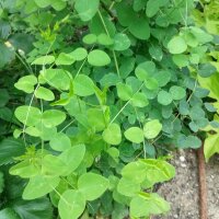 Pea Flower Vetch (Vicia pisiformis) seeds