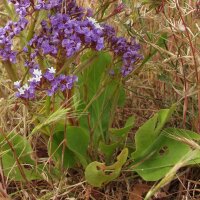 Perezs Sea Lavender  (Limonium perezii)