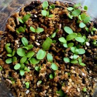 Elecampane (Inula helenium) seeds