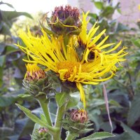 Elecampane (Inula helenium) seeds