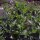 Elecampane (Inula helenium) seeds