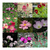 Rose-Coloured Garden Dream - Seed kit gift box