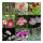 Rose-Coloured Garden Dream - Seed kit gift box