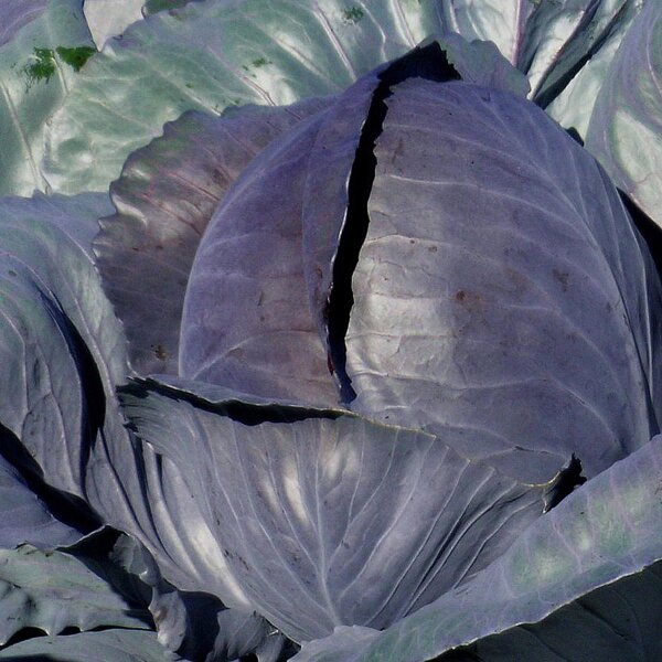 Red Cabbage Schwarzkopf (Brassica oleracea var. capitata f. rubra) seeds