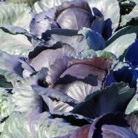 Red Cabbage Schwarzkopf (Brassica oleracea var. capitata...