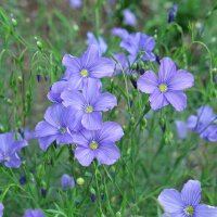 Perennial Flax (Linum perenne)  seeds