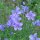Perennial Flax (Linum perenne)  seeds
