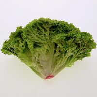 Green Coral Lettuce Lollo Bionda (Lactuca sativa var. crispa) seeds