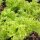 Green Coral Lettuce Lollo Bionda (Lactuca sativa var. crispa) seeds