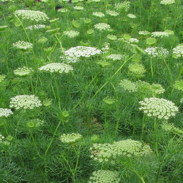 Khella / Toothpick-Plant (Ammi visnaga)  seeds