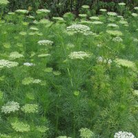 Khella / Toothpick-Plant (Ammi visnaga)  seeds