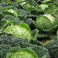 May Savoy Cabbage Vertus (Brassica oleracea convar....