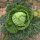 May Savoy Cabbage Vertus (Brassica oleracea convar. capitata var. sabauda L.) seeds