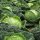 May Savoy Cabbage Vertus (Brassica oleracea convar. capitata var. sabauda L.) seeds