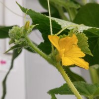 Cucumber Marketmore’ (Cucumis sativus) seeds