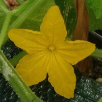 Cucumber Marketmore’ (Cucumis sativus) seeds