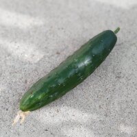 Cucumber Marketmore’ (Cucumis sativus) seeds