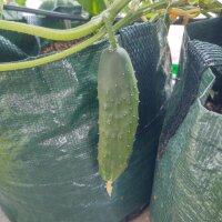 Cucumber Marketmore’ (Cucumis sativus) seeds