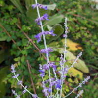 Russian Sage / Salvia Blue Spire (Perovskia...