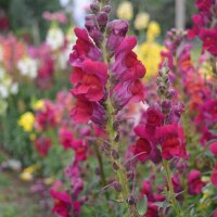 Common Snapdragon (Antirrhinum majus) seeds