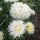 China Aster (Callistephus chinensis) seeds