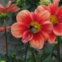 Dwarf Dahlia Mix (Dahlia variabilis) seeds