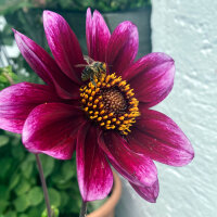 Dwarf Dahlia Mix (Dahlia variabilis) seeds