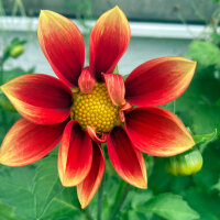 Dwarf Dahlia Mix (Dahlia variabilis) seeds