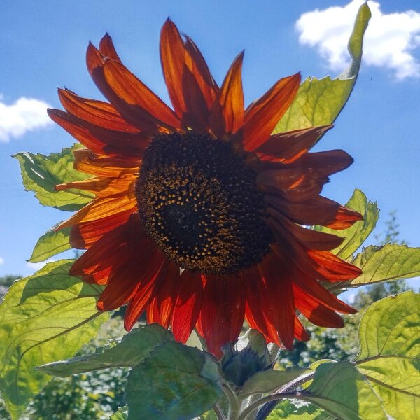 Reddish-brown Sunflower Autumn Beauty Helianthus annuus) seeds