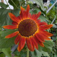 Reddish-brown Sunflower Autumn Beauty Helianthus annuus) seeds