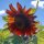 Reddish-brown Sunflower Autumn Beauty Helianthus annuus) seeds