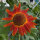 Reddish-brown Sunflower Autumn Beauty Helianthus annuus) seeds