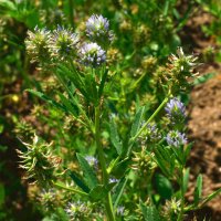 Blue Fenugreek (Trigonella caerulea) seeds