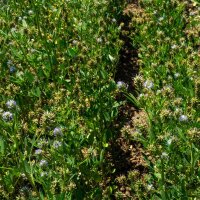 Blue Fenugreek (Trigonella caerulea) seeds