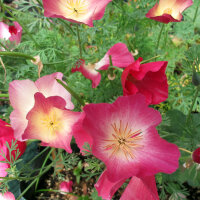 Californian Poppy Carmine King (Eschscholzia californica)...