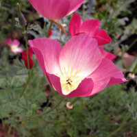 Californian Poppy Carmine King (Eschscholzia californica)...