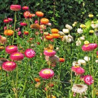 Golden Everlasting / Strawflower (Xerochrysum bracteatum) seeds