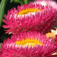 Golden Everlasting / Strawflower (Xerochrysum bracteatum) seeds